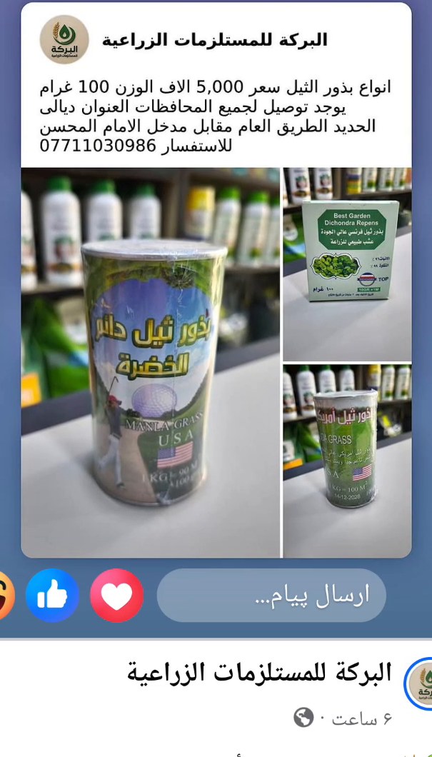 بذور الثيل الخضراء