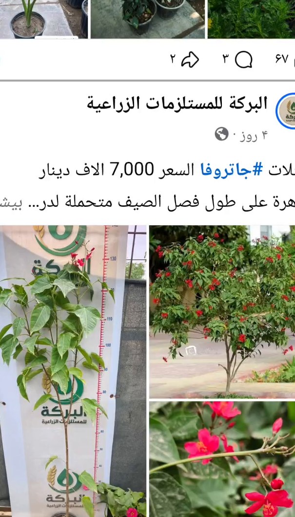 شتلات الجاتروفا