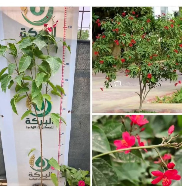 نبات من مشتل البركة 7