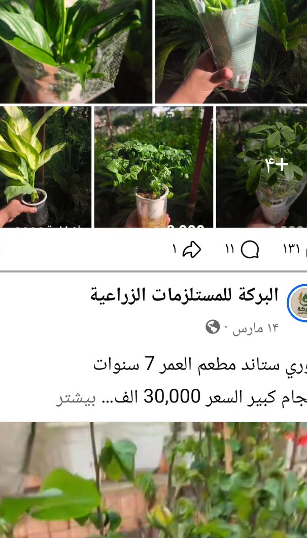 نباتات زينة داخلية وخارجية