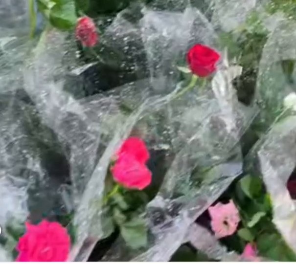 نبات من مشتل البركة 6