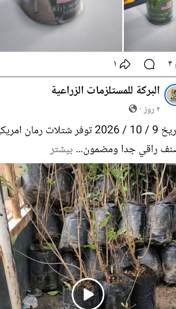 شتلات رمان أمريكي مطعّم
