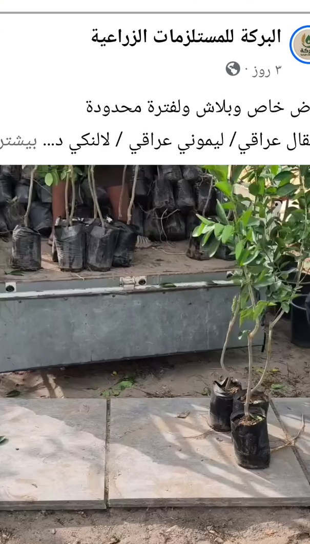 شتلات ليمون عراقي / لالنكي