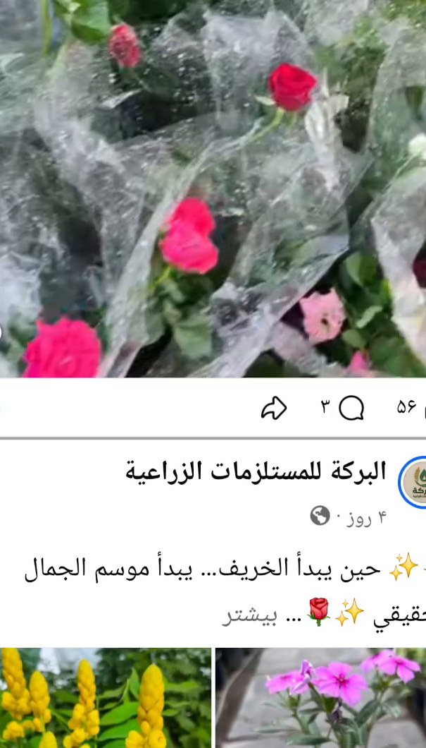 ورود ونباتات موسمية