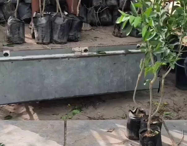 نبات من مشتل البركة 5