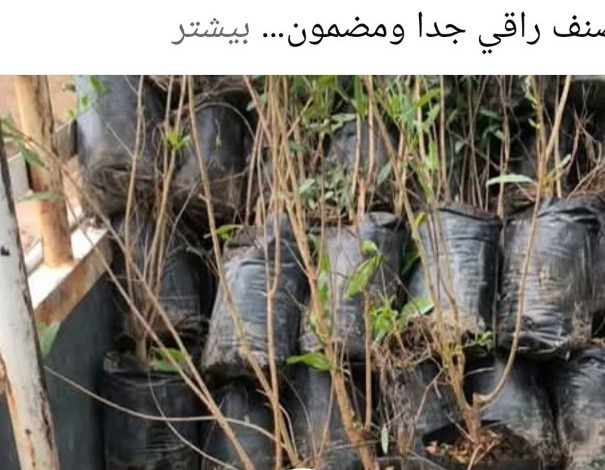 نبات من مشتل البركة 4